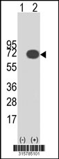 Western blot analysis of his-tag SLC3A1 (arrow) using his tag antibody. 293T cell lysates (2 ug/lane) either nontransfected (Lane 1) or transiently transfected with the SLC3A1 gene‘