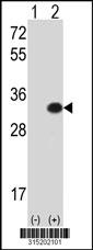 Western blot analysis of his-tag DMRTB1 (arrow) using his tag antibody. 293 cell lysates (2 ug/lane) either nontransfected (Lane 2) or transiently transfected with theDMRTB1 gene