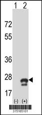 Western blot analysis of his-tag ARL6IP1 (arrow) using his tag antibody. 293 cell lysates (2 ug/lane) either nontransfected (Lane 2) or transiently transfected with theARL6IP1 gene