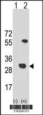 Western blot analysis of his-tag FAM176B (arrow) using his tag antibody. 293 cell lysates (2 ug/lane) either nontransfected (Lane 2) or transiently transfected with theFAM176B gene