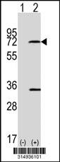 Western blot analysis of his-tag FRS2 (arrow) using his tag antibody. 293 cell lysates (2 ug/lane) either nontransfected (Lane 1) or transiently transfected with the FRS2 gene.