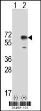 Western blot analysis of his-tag SPAG8 (arrow) using his tag antibody. 293 cell lysates (2 ug/lane) either nontransfected (Lane 1) or transiently transfected with the SPAG8 gene.