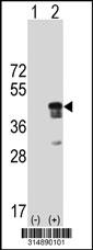 Western blot analysis of his-tag C16orf48 (arrow) using his tag antibody. 293 cell lysates (2 ug/lane) either nontransfected (Lane 1) or transiently transfected with the C16orf48 gene.