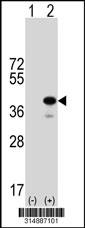 Western blot analysis of his-tag ERLIN1 (arrow) using his tag antibody. 293 cell lysates (2 ug/lane) either nontransfected (Lane 1) or transiently transfected with the ERLIN1 gene.