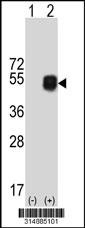 Western blot analysis of his-tag PCGF2 (arrow) using his tag antibody. 293 cell lysates (2 ug/lane) either nontransfected (Lane 1) or transiently transfected with the PCGF2 gene.