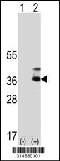 Western blot analysis of his-tag GNB4 (arrow) using his tag antibody. 293 cell lysates (2 ug/lane) either nontransfected (Lane 1) or transiently transfected with the GNB4 gene.