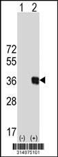 Western blot analysis of his-tag RAD51L3 (arrow) using his tag antibody. 293 cell lysates (2 ug/lane) either nontransfected (Lane 1) or transiently transfected with the RAD51L3 gene.