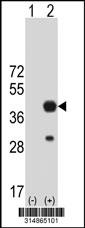 Western blot analysis of his-tag B3GALT4 (arrow) using his tag antibody. 293 cell lysates (2 ug/lane) either nontransfected (Lane 1) or transiently transfected with the B3GALT4 gene.