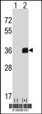 Western blot analysis of his-tag SLC39A13 (arrow) using his tag antibody. 293 cell lysates (2 ug/lane) either nontransfected (Lane 1) or transiently transfected with the SLC39A13 gene.