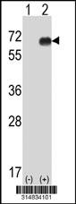 Western blot analysis of his-tag HEXIM1 (arrow) using his tag antibody. 293 cell lysates (2 ug/lane) either nontransfected (Lane 1) or transiently transfected with the HEXIM1 gene.