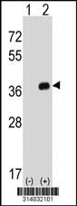 Western blot analysis of his-tag GNB1 (arrow) using his tag antibody. 293 cell lysates (2 ug/lane) either nontransfected (Lane 1) or transiently transfected with the GNB1 gene.