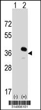 Western blot analysis of his-tag PDLIM1 (arrow) using his tag antibody. 293 cell lysates (2 ug/lane) either nontransfected (Lane 1) or transiently transfected with the PDLIM1 gene.