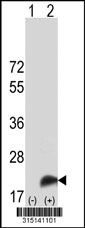 Western blot analysis of his-tag POLR2F (arrow) using his tag antibody. 293T cell lysates (2 ug/lane) either nontransfected (Lane 1) or transiently transfected with the POLR2F gene‘