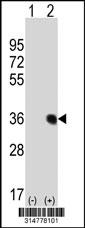 Western blot analysis of his-tag PLSCR1 (arrow) using his tag antibody. 293 cell lysates (2 ug/lane) either nontransfected (Lane 1) or transiently transfected with the PLSCR1 gene.