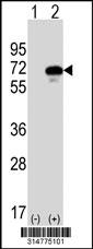 Western blot analysis of his-tag FUT11 (arrow) using his tag antibody. 293 cell lysates (2 ug/lane) either nontransfected (Lane 1) or transiently transfected with the FUT11 gene.