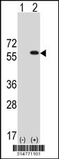 Western blot analysis of his-tag APBB3 (arrow) using his tag antibody. 293 cell lysates (2 ug/lane) either nontransfected (Lane 1) or transiently transfected with the APBB3 gene.