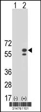 Western blot analysis of his-tag DNAJA3 (arrow) using his tag antibody. 293 cell lysates (2 ug/lane) either nontransfected (Lane 89) or transiently transfected with theDNAJA3 gene.