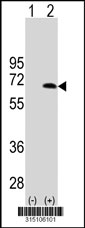Western blot analysis of his-tag KIAA0020 (arrow) using his tag antibody. 293T cell lysates (2 ug/lane) either nontransfected (Lane 1) or transiently transfected with the KIAA0020 gene‘