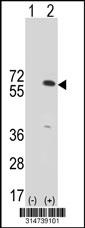 Western blot analysis of his-tag G3BP1 (arrow) using his tag antibody. 293 cell lysates (2 ug/lane) either nontransfected (Lane 48) or transiently transfected with theG3BP1 gene.