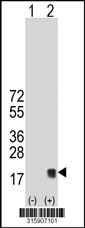 Western blot analysis of his-tag LGALS13 (arrow) using his tag antibody. 293T cell lysates (2 ug/lane) either nontransfected (Lane 1) or transiently transfected with the LGALS13 gene‘