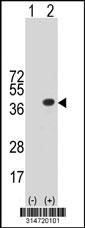 Western blot analysis of his-tag DPP7 (arrow) using his tag antibody. 293 cell lysates (2 ug/lane) either nontransfected (Lane 90) or transiently transfected with theDPP7 gene.
