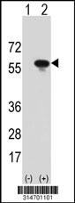Western blot analysis of his-tag GORASP2 (arrow) using his tag antibody. 293 cell lysates (2 ug/lane) either nontransfected (Lane 53) or transiently transfected with theGORASP2 gene.