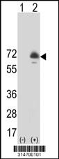 Western blot analysis of his-tag TRIM55 (arrow) using his tag antibody. 293 cell lysates (2 ug/lane) either nontransfected (Lane 52) or transiently transfected with theTRIM55 gene.