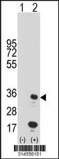 Western blot analysis of his-tag C5orf35 (arrow) using his tag antibody. 293 cell lysates (2 ug/lane) either nontransfected (Lane 199) or transiently transfected with theC5orf35 gene.