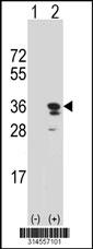 Western blot analysis of his-tag FAM105B (arrow) using his tag antibody. 293 cell lysates (2 ug/lane) either nontransfected (Lane 118) or transiently transfected with theFAM105B gene.