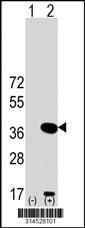 Western blot analysis of his-tag RFPL3 (arrow) using his tag antibody. 293 cell lysates (2 ug/lane) either nontransfected (Lane 180) or transiently transfected with theRFPL3 gene.