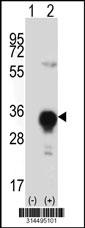 Western blot analysis of his-tag CTDSP1 (arrow) using his tag antibody. 293 cell lysates (2 ug/lane) either nontransfected (Lane 1) or transiently transfected with the CTDSP1 gene.