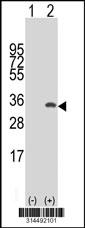 Western blot analysis of his-tag HSD17B8 (arrow) using his tag antibody. 293 cell lysates (2 ug/lane) either nontransfected (Lane 1) or transiently transfected with the HSD17B8 gene.