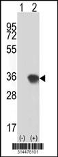 Western blot analysis of his-tag YWHAE (arrow) using his tag antibody. 293 cell lysates (2 ug/lane) either nontransfected (Lane 1) or transiently transfected with the YWHAE gene.