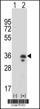Western blot analysis of his-tag PPM1M (arrow) using his tag antibody. 293 cell lysates (2 ug/lane) either nontransfected (Lane 1) or transiently transfected with the PPM1M gene.
