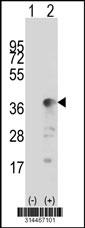 Western blot analysis of his-tag MAD2L1BP (arrow) using his tag antibody. 293 cell lysates (2 ug/lane) either nontransfected (Lane 1) or transiently transfected with the MAD2L1BP gene.