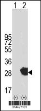 Western blot analysis of his-tag RTP4 (arrow) using his tag antibody. 293 cell lysates (2 ug/lane) either nontransfected (Lane 1) or transiently transfected with the RTP4 gene.