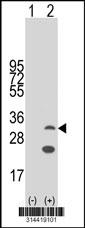 Western blot analysis of his-tag C6orf203 (arrow) using his tag antibody. 293 cell lysates (2 ug/lane) either nontransfected (Lane 1) or transiently transfected with the C6orf203 gene.