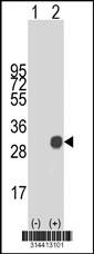 Western blot analysis of his-tag KLF7 (arrow) using his tag antibody. 293 cell lysates (2 ug/lane) either nontransfected (Lane 1) or transiently transfected with the KLF7 gene.