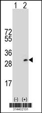Western blot analysis of his-tag GSTA2 (arrow) using his tag antibody. 293 cell lysates (2 ug/lane) either nontransfected (Lane 1) or transiently transfected with the GSTA2 gene.