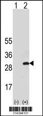 Western blot analysis of his-tag RPL14 (arrow) using his tag antibody. 293 cell lysates (2 ug/lane) either nontransfected (Lane 1) or transiently transfected with the RPL14 gene.