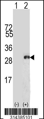 Western blot analysis of his-tag PPIC (arrow) using his tag antibody. 293 cell lysates (2 ug/lane) either nontransfected (Lane 1) or transiently transfected with the PPIC gene.