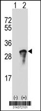 Western blot analysis of his-tag SNAP25 (arrow) using his tag antibody. 293 cell lysates (2 ug/lane) either nontransfected (Lane 1) or transiently transfected with the SNAP25 gene.