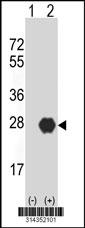Western blot analysis of his-tag PLEKHB1 (arrow) using his tag antibody. 293 cell lysates (2 ug/lane) either nontransfected (Lane 1) or transiently transfected with the PLEKHB1 gene.