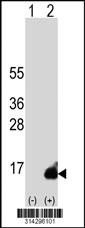 Western blot analysis of his-tag ELOF1 (arrow) using his tag antibody. 293 cell lysates (2 ug/lane) either nontransfected (Lane 1) or transiently transfected with the ELOF1 gene.