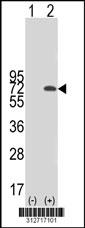 Western blot analysis of his-tag GRIK2 (arrow) using his tag antibody. 293 cell lysates (2 ug/lane) either nontransfected (Lane 1) or transiently transfected with the GRIK2 gene.