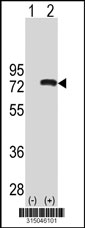 Western blot analysis of his-tag TXNDC3 (arrow) using his tag antibody. 293T cell lysates (2 ug/lane) either nontransfected (Lane 1) or transiently transfected with the TXNDC3 gene‘