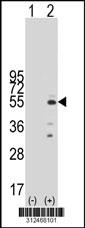 Western blot analysis of his-tag EEF1A2 (arrow) using his tag antibody. 293 cell lysates (2 ug/lane) either nontransfected (Lane 1) or transiently transfected with the EEF1A2 gene.