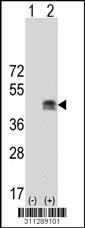 Western blot analysis of his-tag MARCKSL1 (arrow) using his tag antibody. 293 cell lysates (2 ug/lane) either nontransfected (Lane 54) or transiently transfected with theMARCKSL1 gene.
