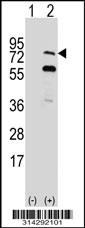 Western blot analysis of his-tag RHOBTB1 (arrow) using his tag antibody. 293 cell lysates (2 ug/lane) either nontransfected (Lane 1) or transiently transfected with the RHOBTB1 gene.
