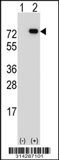 Western blot analysis of his-tag SF3B2 (arrow) using his tag antibody. 293 cell lysates (2 ug/lane) either nontransfected (Lane 1) or transiently transfected with the SF3B2 gene.